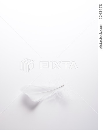 羽毛 2243478
