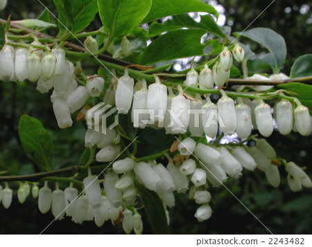 猩紅色的花 2243482