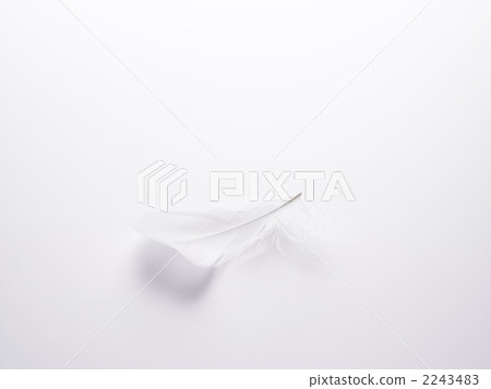 羽毛 2243483