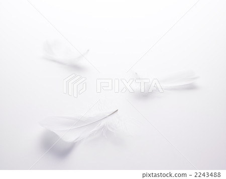 羽毛 2243488