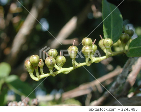 猩紅色的水果 2243495