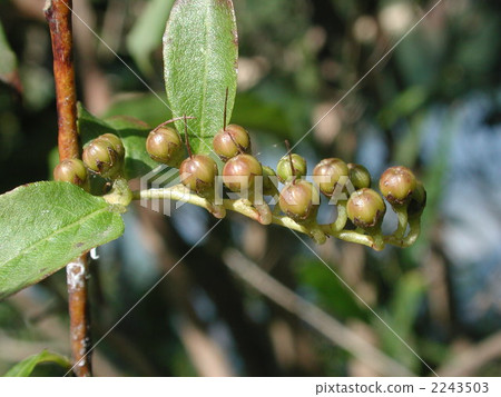 Scarlet fruit 2243503