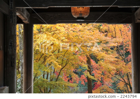 [Shikoku 88 places] Autumn 43, Akashiji Temple, autumn leaves in front of the mountain gate, Seiyo City, Ehime Prefecture 2243794