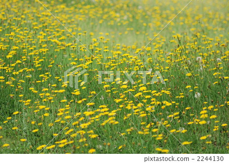 Yellow flower Yellow flower 2244130
