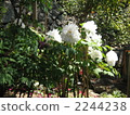 Hase Temple按鈕花 2244238