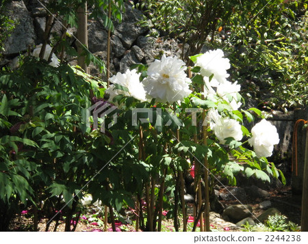 Hase Temple按鈕花 Hase Temple按鈕花 2244238
