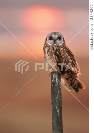 Owl 2244265