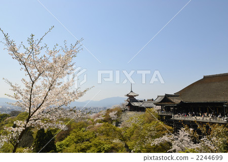 清水寺的櫻花 2244699