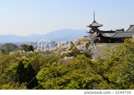 Kiyomizu Temple Mie tower and cherry tree 2244730