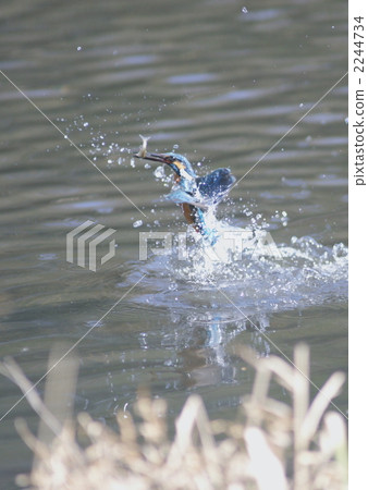 The kingfisher at the moment of flying over the water with fish The kingfisher at the moment of flying over the water with fish 2244734