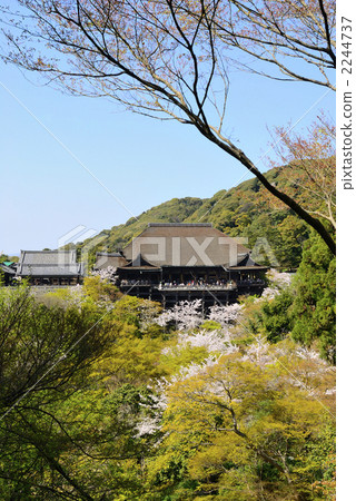 The stage of Kiyomizu Temple Shimizu and cherry blossoms The stage of Kiyomizu Temple Shimizu and cherry blossoms 2244737