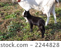 black goat, young goat, goat 2244828