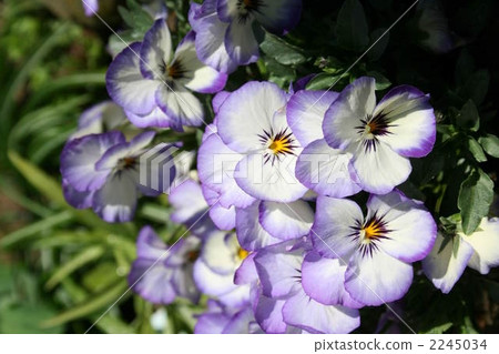 中提琴 中提琴 2245034