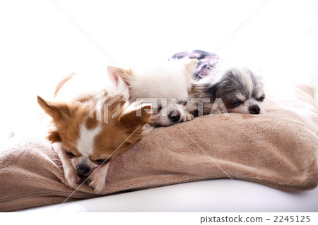 吉娃娃 毛孩 狗 2245125