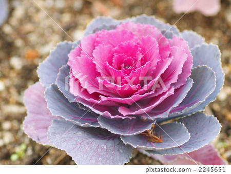 波坦 羽衣甘藍 多年生植物 2245651