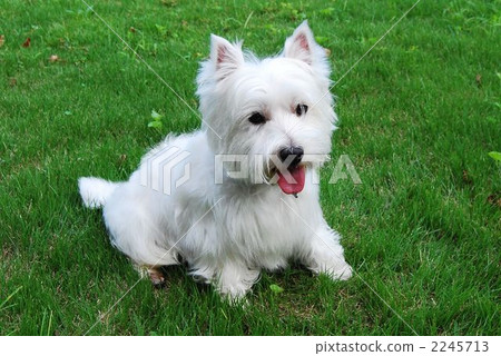 west highland white terrier, westie, white dog 2245713