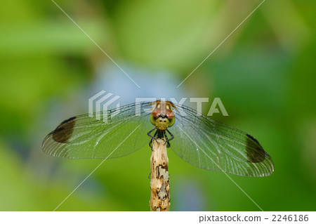 sympetrum infuscatum, dragonfly, blank expression 2246186