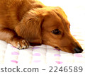 Miniature Dax 2246589