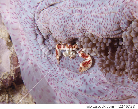 Red bean curd Red bean curd 2246728