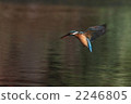 翠鳥 玉 翡翠 2246805