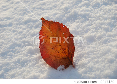 Deciduous litter buried in powder snow Deciduous litter buried in powder snow 2247180