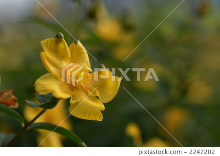 st. john's wort, hypericum patulum, bloom 2247202