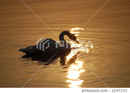 One Swan Deaf One Swan Deaf 2247233