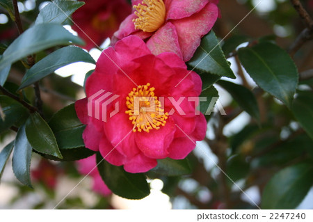 sasanqua, bloom, blossom 2247240