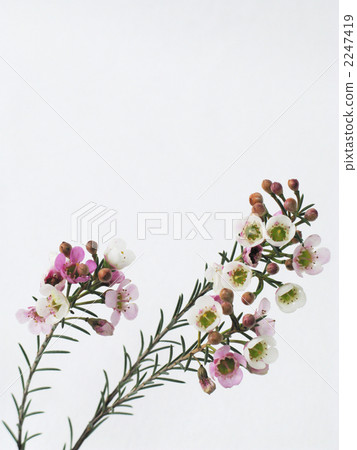 蠟花（垂直） 2247419