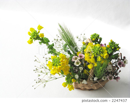 Rape blossom arrangement (sideways) 2247437