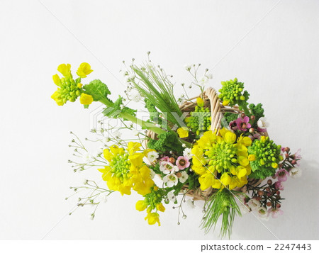 Arrangement of rape flowers (sideways upward) Arrangement of rape flowers (sideways upward) 2247443