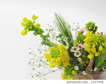 安排油菜花（側身） 2247446