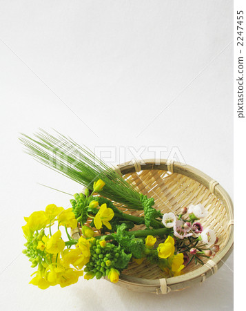 春花採摘 2247455