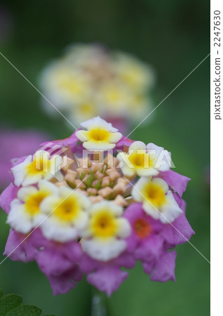 Lantana 2247630