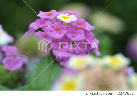 Lantana horizontal position 2247632