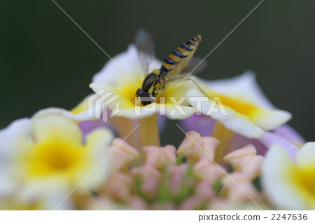 Lantana and bees Lantana and bees 2247636