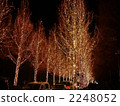 tree-lined road, illumination, illuminated 2248052