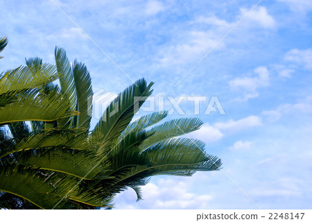 Cycling trees and sky 2248147