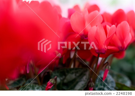 仙客來鮮花 仙客來鮮花 2248198