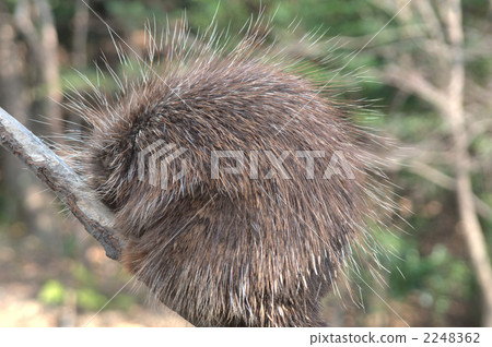 porcupine, higashiyama animals and plants garden, climbing on trees 2248362