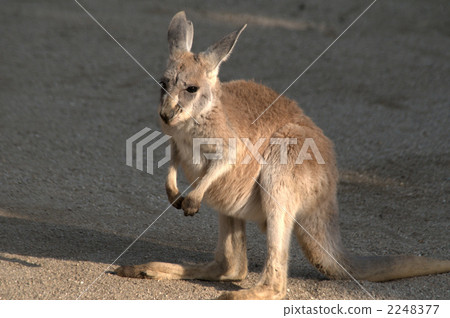 紅袋鼠 袋鼠 東山動植物園 2248377