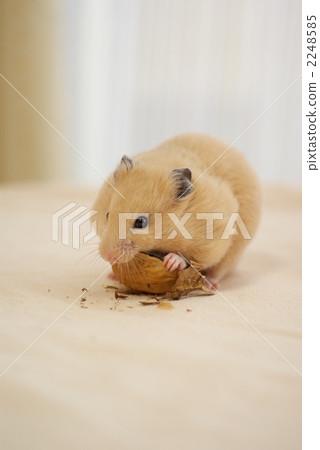 Kinkuma倉鼠吃核桃 Kinkuma倉鼠吃核桃 2248585