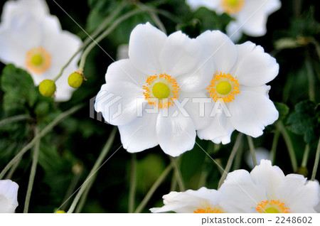 盛開的Mikumu盛開 2248602