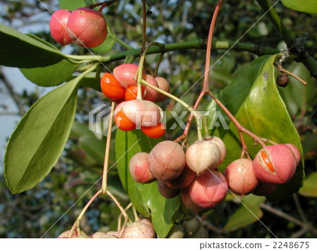 Masaki的果實 Masaki的果實 2248675