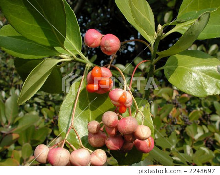 Masaki的果實 2248697