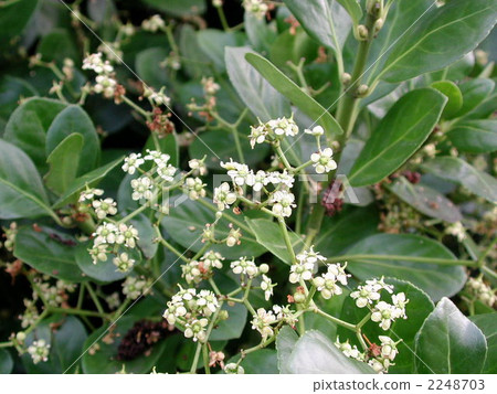 Masaki的花 Masaki的花 2248703