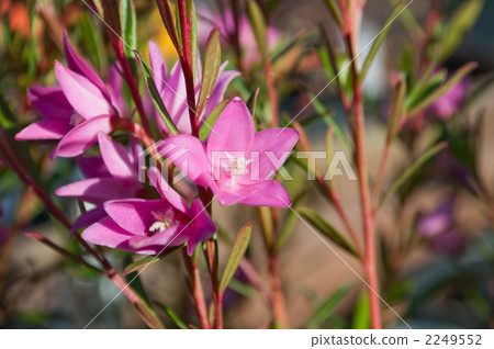 Southern Cross 2249552