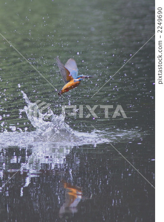 一隻翠鳥飛過水面的魚 2249690