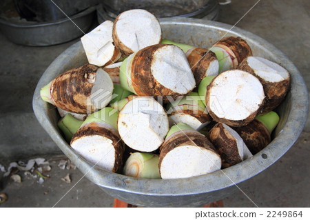 Taro Bangkok Thailand Taro Bangkok Thailand 2249864