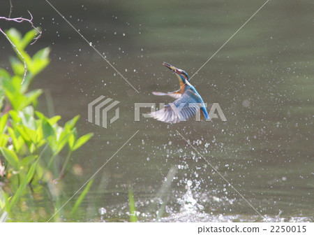 一隻翠鳥飛過水面的魚 2250015